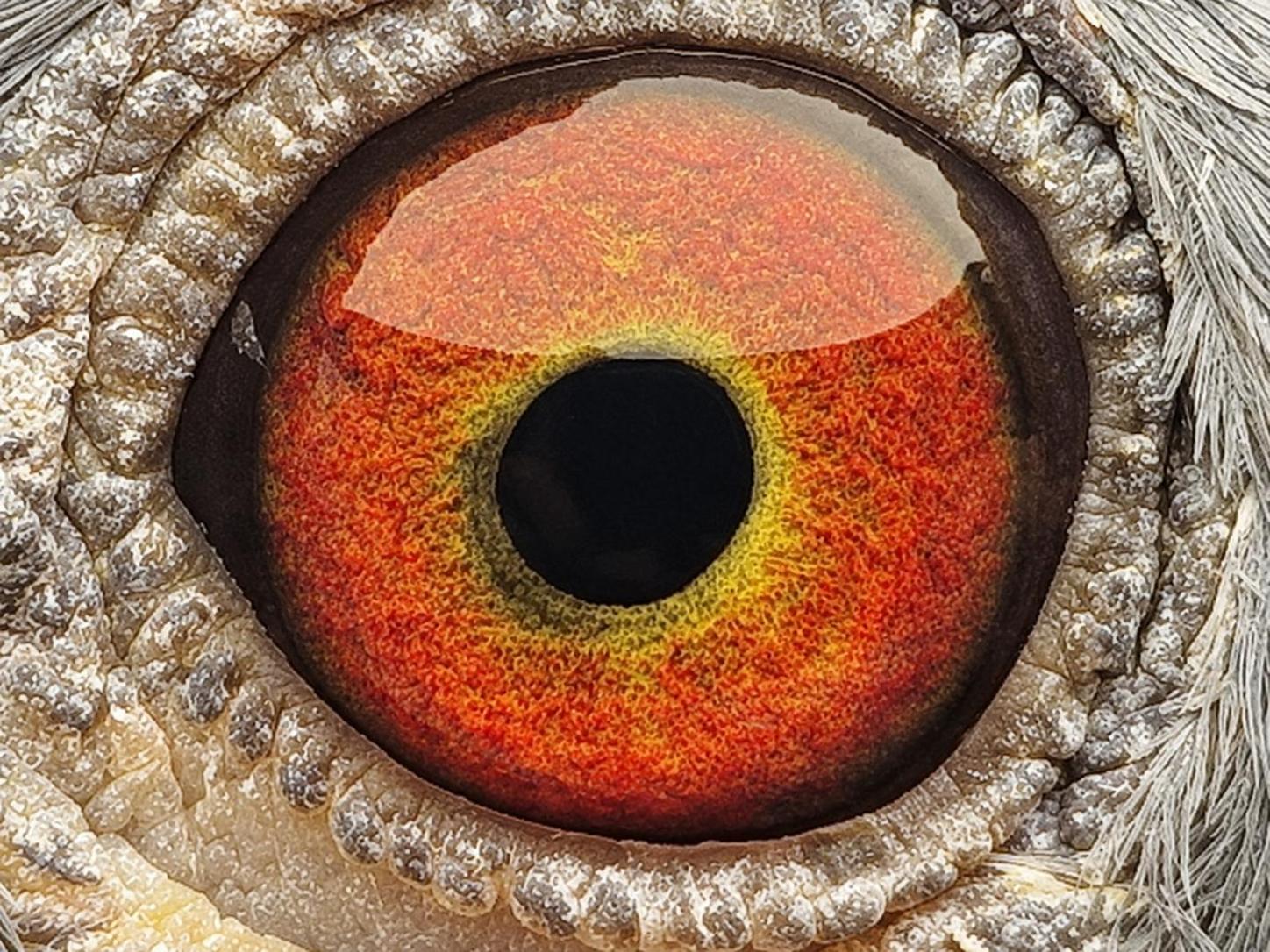 Pigeon eye